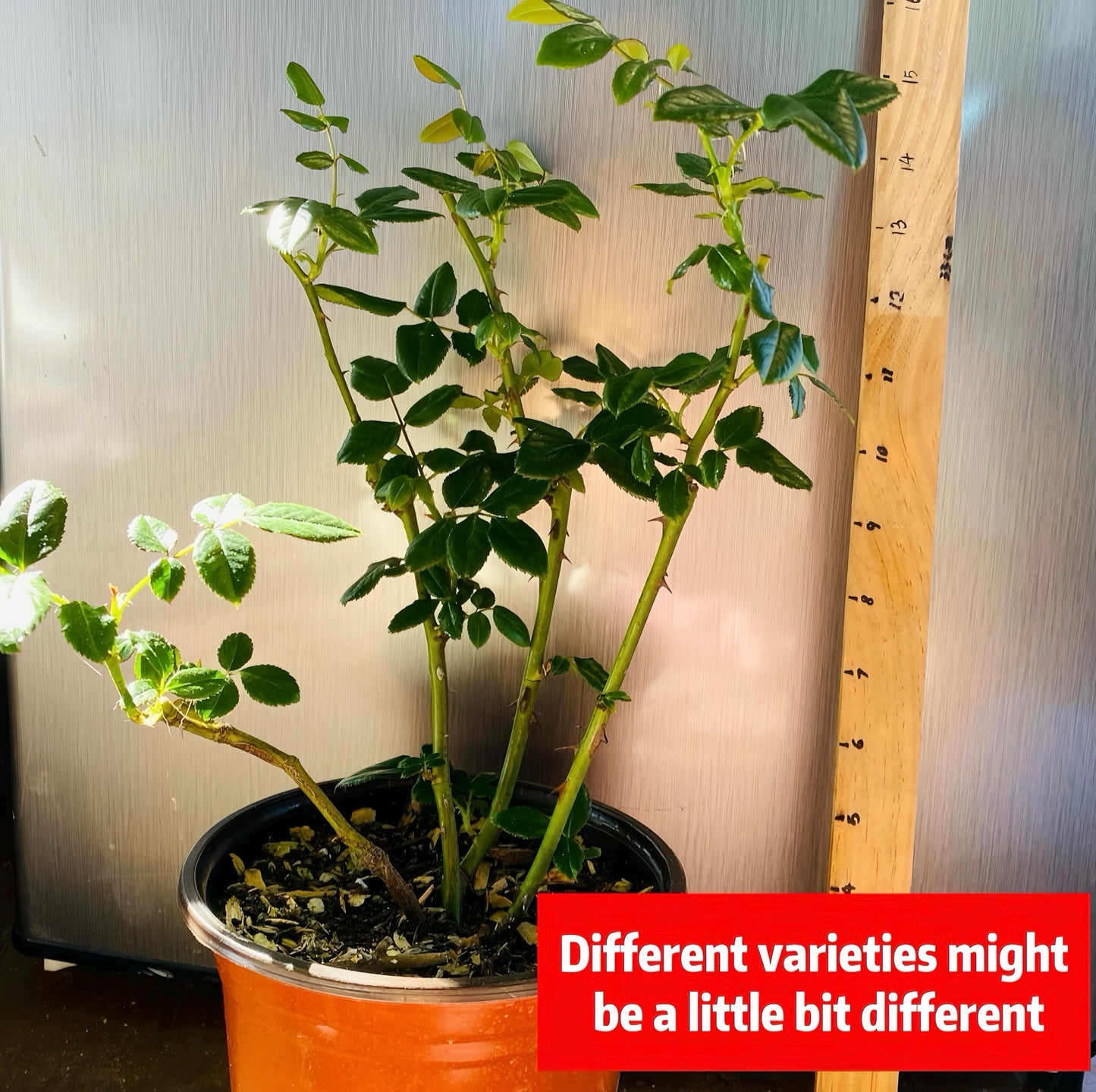 May include: A green rose bush plant in a brown pot. The plant is about 15 inches tall and has several stems with green leaves. A ruler is visible in the background.