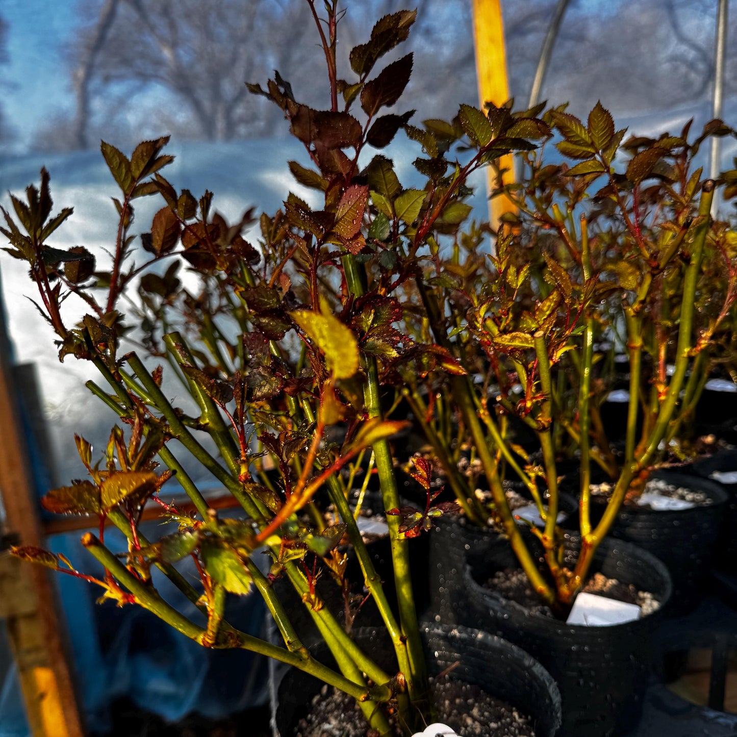 Auspeet. Own root. image 7
