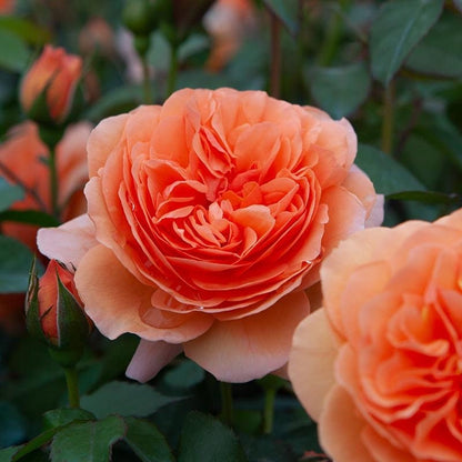 Chippendale 音乐馆，own root Shrub Rose. Fragrance. Continue Blooming . Disease resistance. German Rose. image 2