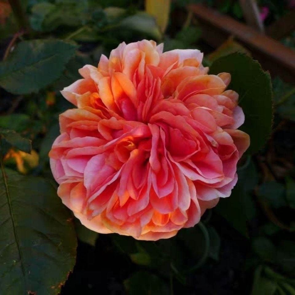 Chippendale 音乐馆，own root Shrub Rose. Fragrance. Continue Blooming . Disease resistance. German Rose. image 3