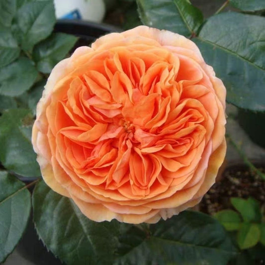 Chippendale 音乐馆，own root Shrub Rose. Fragrance. Continue Blooming . Disease resistance. German Rose. image 1
