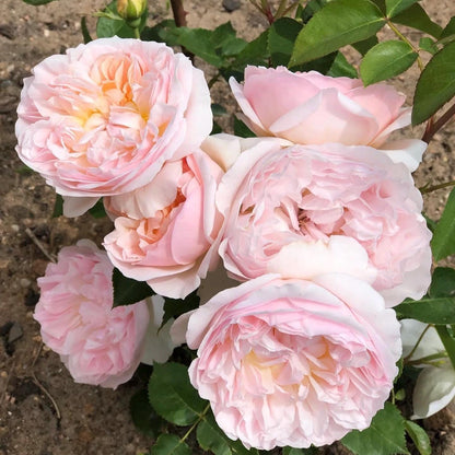 May include: Close-up of a cluster of pale pink roses with a creamy white center. The roses are in full bloom and have a delicate, ruffled appearance.