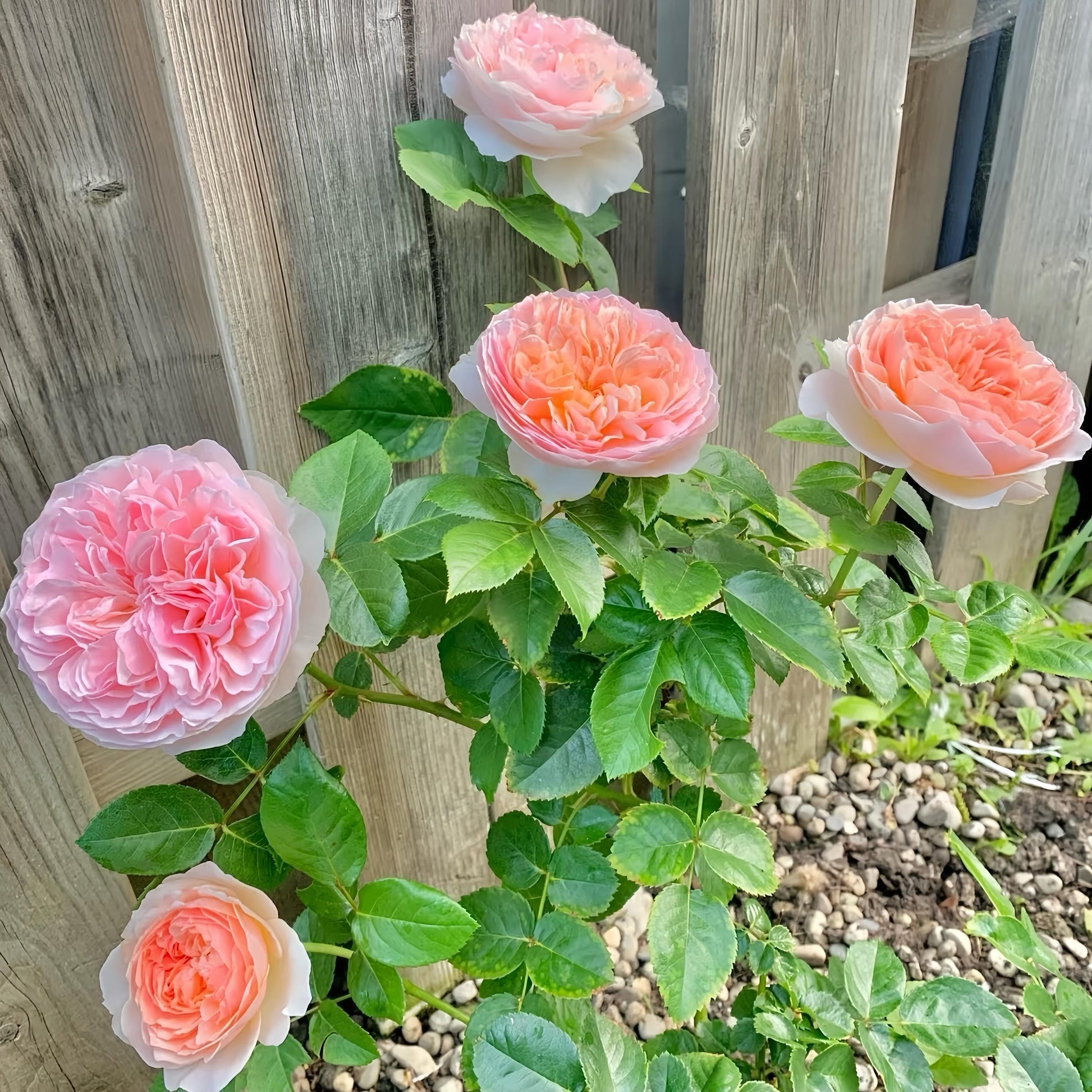 May include: A close-up of a pink rose bush with five pink roses in bloom. The roses are in various stages of bloom, with some fully open and others still in bud. The bush is growing against a wooden fence.