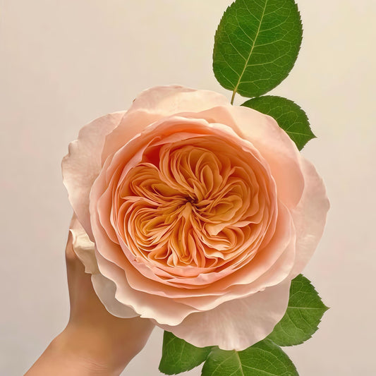 May include: A large, fully bloomed rose with soft peach-colored petals and a golden-yellow center. The rose is accompanied by green leaves, creating a natural and elegant composition. The flower is held by a hand.