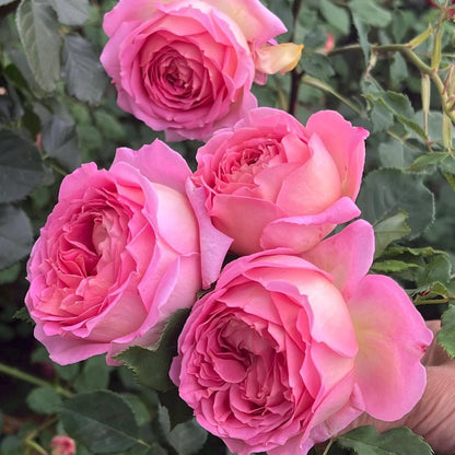 May include: Close-up of several pink roses in full bloom. The petals are a gradient of pink hues, with a lighter shade towards the center. The roses are surrounded by green leaves, creating a natural and vibrant scene. The image showcases the beauty of the flowers.