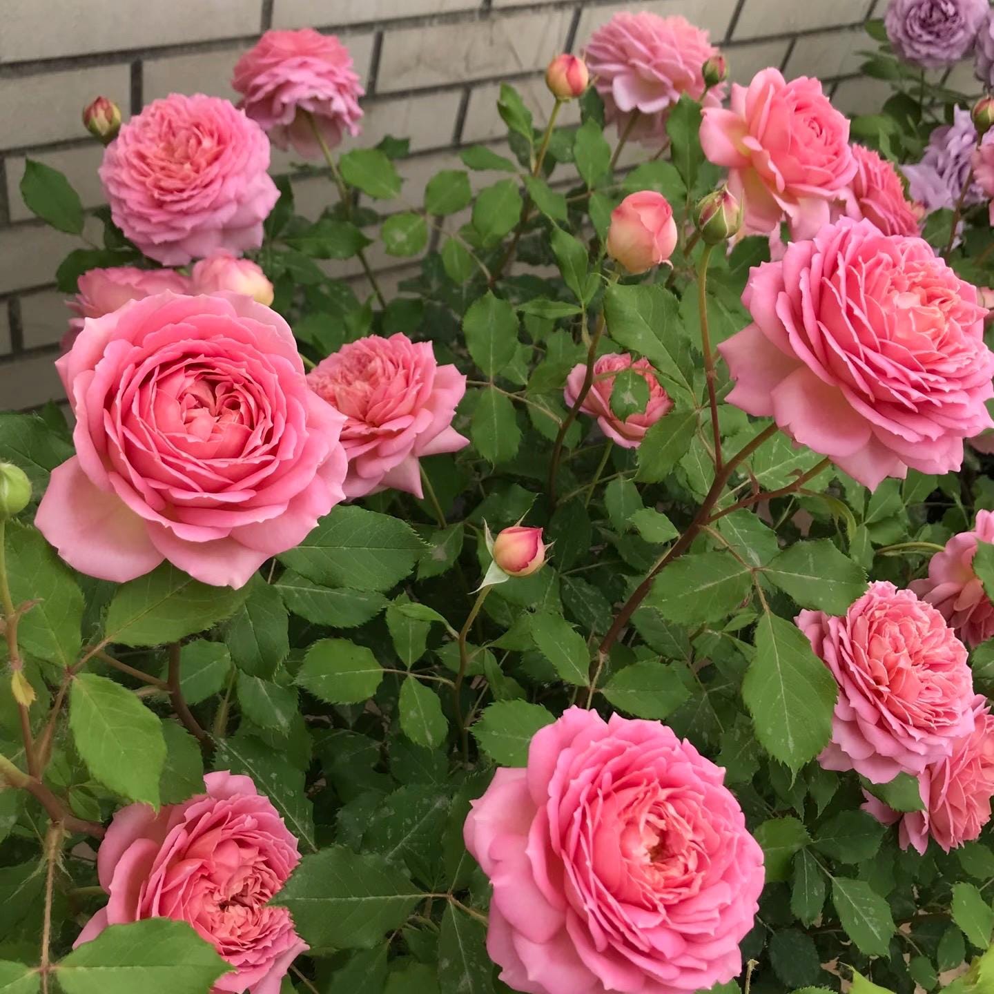 May include: A vibrant display of pink roses in various stages of bloom, from tight buds to fully opened flowers. The roses have multiple layers of petals and are surrounded by green leaves. The background features a light-colored brick wall.
