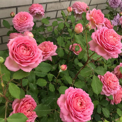 May include: A vibrant display of pink roses in various stages of bloom, from tight buds to fully opened flowers. The roses have multiple layers of petals and are surrounded by green leaves. The background features a light-colored brick wall.