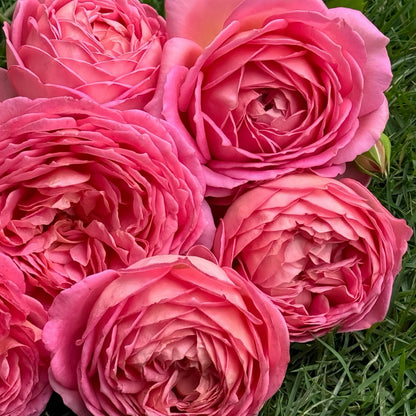 May include: A cluster of fully bloomed, vibrant pink roses. The petals are tightly packed, creating a layered effect, with a gradient of color from deep pink to a lighter hue at the edges. The roses rest on a bed of green grass.