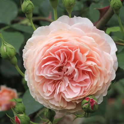 May include: A close-up of a fully bloomed, peach-colored rose with multiple layers of delicate petals. Several green buds and leaves surround the flower, creating a natural and vibrant composition. The rose is the focal point, showcasing its soft color and intricate details.