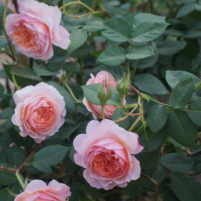 May include: Close-up of several pink roses in various stages of bloom, from buds to fully open flowers. The petals are a soft pink with a deeper, peachy center. Dark green leaves provide a contrasting backdrop.