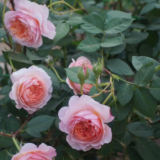 May include: Close-up of several pink roses in various stages of bloom, from buds to fully open flowers. The petals are a soft pink with a deeper, peachy center. Dark green leaves provide a contrasting backdrop.