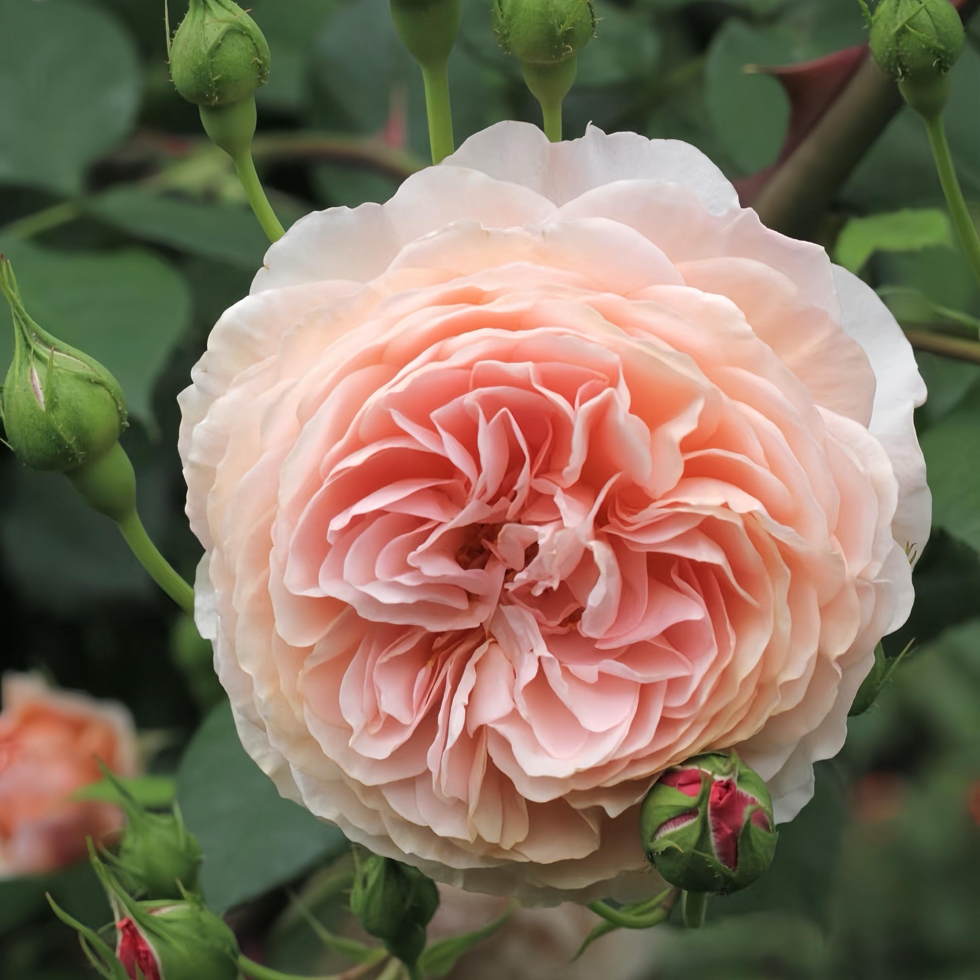 May include: A close-up of a fully bloomed, peach-colored rose with multiple layers of delicate petals. Several green buds and leaves surround the flower, creating a natural, garden-like setting. The rose is the focal point, showcasing its intricate texture and soft color.