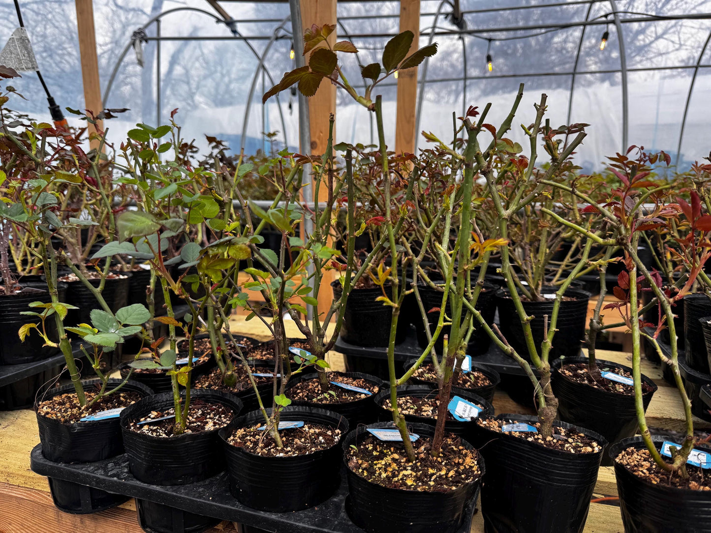 May include: A collection of rose bushes in black plastic pots, arranged on a wooden surface inside a greenhouse. The plants have green and reddish leaves and bare stems, with some labeled tags visible.