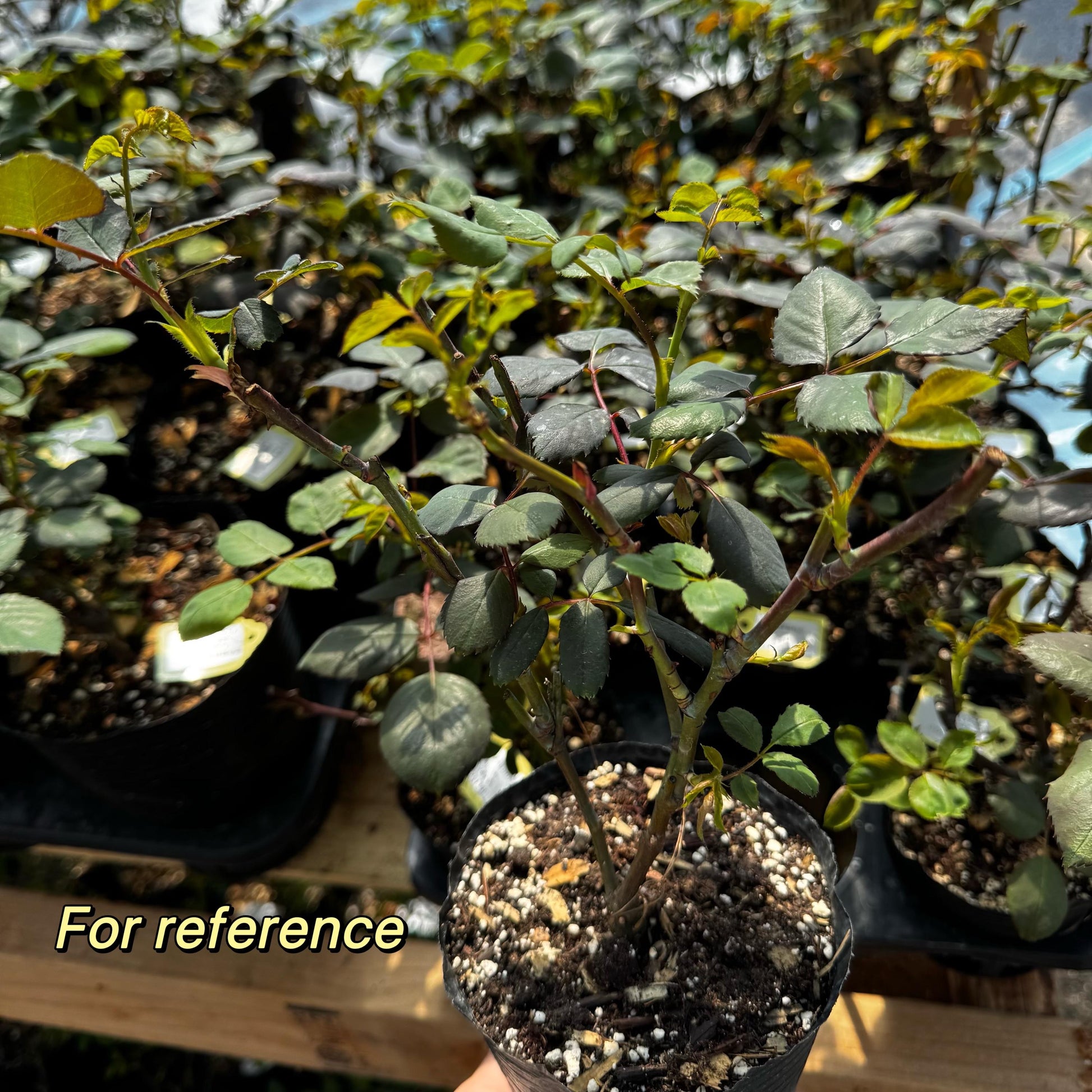 Auspeet. Own root. image 6
