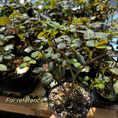 Auspeet. Own root. image 6