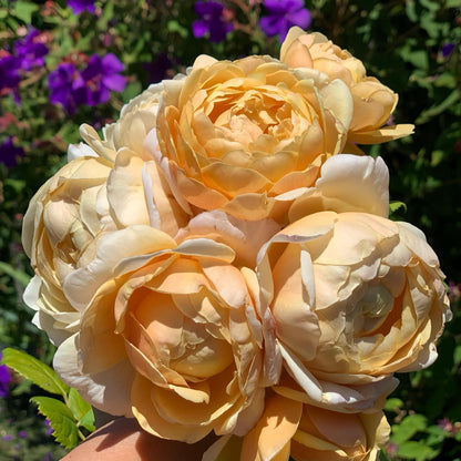 May include: A bouquet of soft yellow roses with creamy white edges. The roses are in full bloom, with many petals visible. The background features purple flowers and green foliage, creating a natural and vibrant scene.