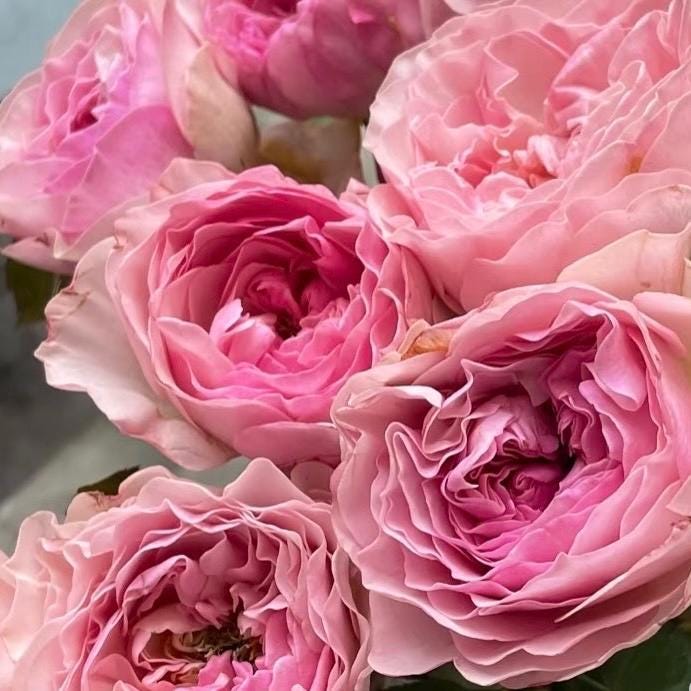 May include: Close-up of several pink roses in full bloom. The petals are a soft pink hue, with darker pink centers. The roses have a delicate, layered appearance, suggesting a fresh floral arrangement.