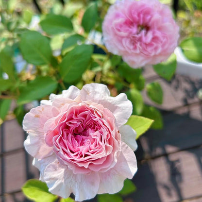 May include: Close-up of two pink roses in full bloom, showcasing layers of delicate petals. The roses have a gradient of color, transitioning from a lighter pink on the outer petals to a deeper pink in the center. Green leaves provide a natural backdrop.