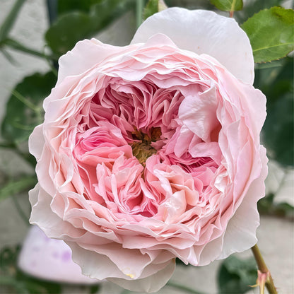 May include: Close-up of a fully bloomed rose with layers of soft pink petals. The center reveals a deeper shade of pink, creating a gradient effect. The outer petals are a lighter, almost white, hue. Green leaves and stem are visible.