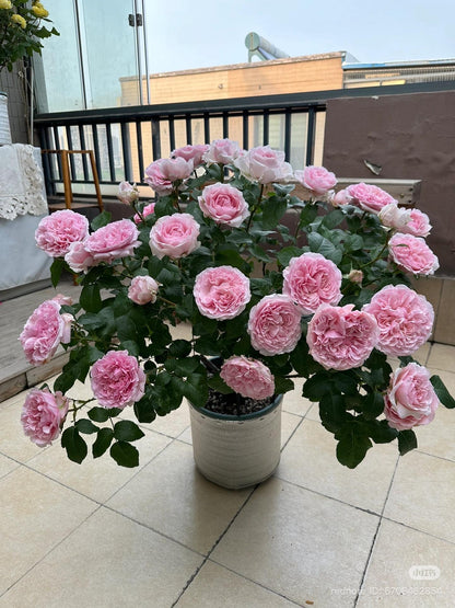 May include: A potted rose bush featuring numerous ruffled, light pink blossoms with dense, layered petals. The plant has dark green, serrated leaves and is housed in a cylindrical, textured white pot with a subtle vertical ribbed pattern.