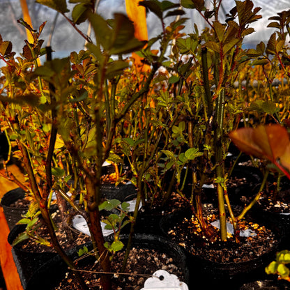 May include: A collection of young rose bushes planted in individual black plastic nursery pots. The plants feature slender, upright green and reddish-brown stems with small, serrated green leaves and white identification tags attached.