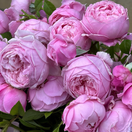 May include: A dense cluster of light pink garden roses featuring numerous tightly packed, ruffled petals. The blooms exhibit a soft, layered appearance with varying shades of pink, interspersed with small, dark green leaves tucked between the flowers.