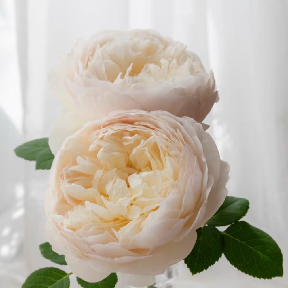May include: Two large, light peach-colored roses with tightly packed petals are the focal point. Green leaves are visible at the base of the flowers. The background is a soft, blurred white, suggesting a light-filled setting. The roses appear fresh and delicate.
