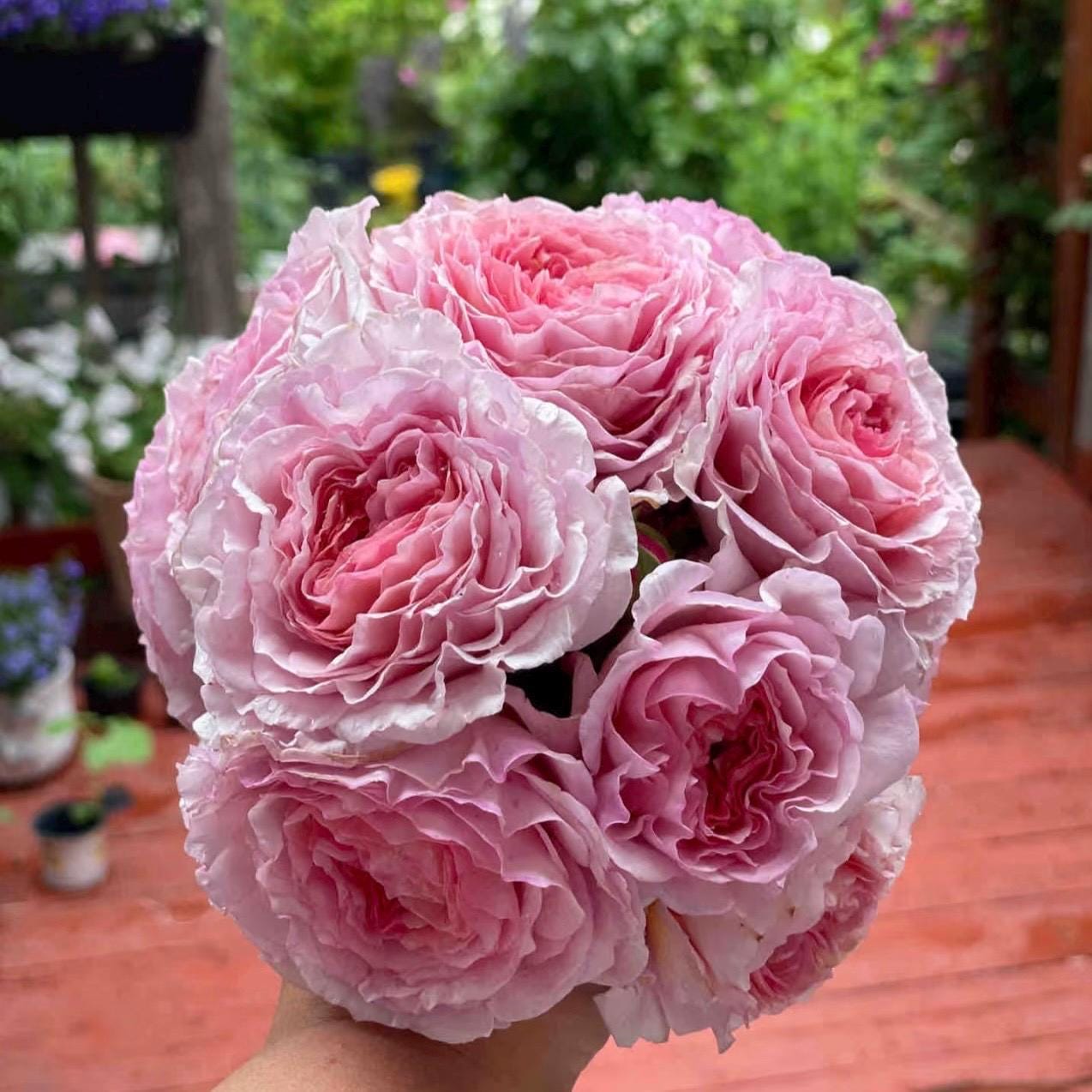 May include: A bouquet of light pink roses with tightly packed petals. The roses have a gradient of color, with darker pink centers and lighter pink outer petals. The flowers are in full bloom, creating a soft, rounded shape.