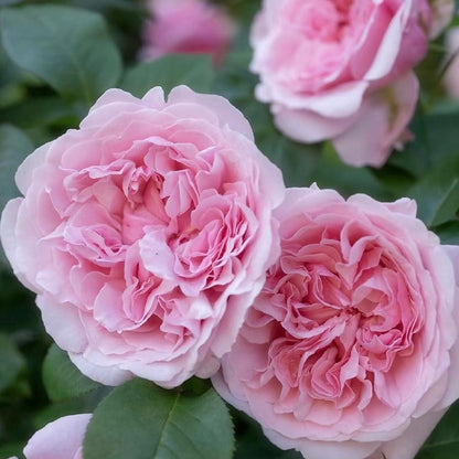 May include: Three soft pink roses in full bloom with densely layered, ruffled petals. The flowers display a gradient of light to medium pink tones, surrounded by dark green, serrated leaves that provide a natural contrast to the floral display.