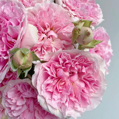 May include: A cluster of vibrant pink roses in various stages of bloom, featuring densely packed, ruffled petals that transition from deep rose-pink centers to lighter, pale pink edges, interspersed with several tight, unopened green buds.