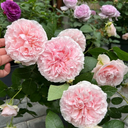 May include: A cluster of pale pink, multi-petaled roses with ruffled edges and deep green leaves. One large, fully bloomed rose is held in the foreground, while other smaller pink and purple rose buds are visible in the background foliage.