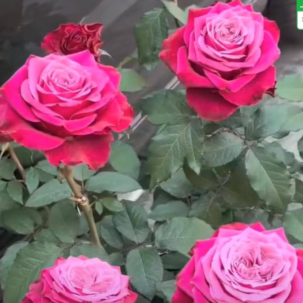 May include: Close-up of vibrant pink and red roses in full bloom. The petals display a gradient of colors, with a lighter pink center and darker red edges. Green leaves surround the flowers, creating a natural, floral arrangement.