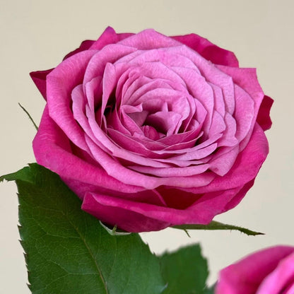 May include: Close-up of a vibrant pink rose in full bloom. The flower has multiple layers of petals, with a gradient of color from deep pink to lighter shades. A green leaf and stem are visible, set against a neutral background.