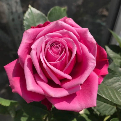 May include: A close-up of a vibrant pink rose in full bloom. The rose petals display a gradient of pink hues, with darker shades towards the edges and a lighter center. Green leaves provide a contrasting backdrop.