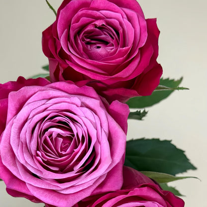 May include: Close-up of vibrant pink roses with multiple layers of petals. The roses have a gradient of color, transitioning from a deep magenta to a lighter pink. Green leaves are visible, adding contrast to the floral arrangement.