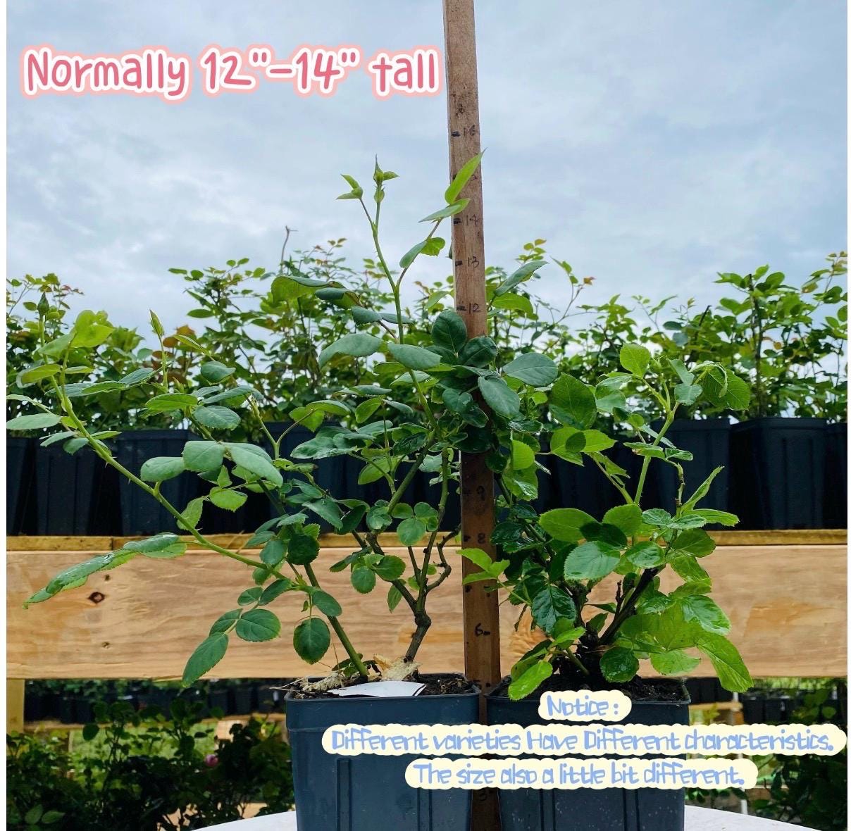 May include: A green rose plant in a black plastic pot next to a wooden measuring stick. Text on the image reads: Normally 12-14 inches tall. Notice: Different varieties have different characteristics. The size also a little bit different.