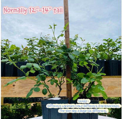 May include: A green rose plant in a black plastic pot next to a wooden measuring stick. Text on the image reads: Normally 12-14 inches tall. Notice: Different varieties have different characteristics. The size also a little bit different.